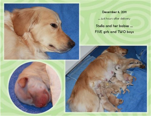 Stella’s Puppies – Born December 6, 2011