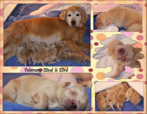 Mona’s Puppies ~ Born February 20, 2010