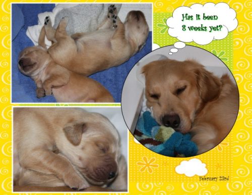 Bay’s Puppies ~ Born February 16, 2010