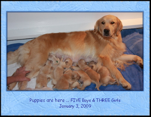 Bay’s Puppies ~ Born January 3, 2009