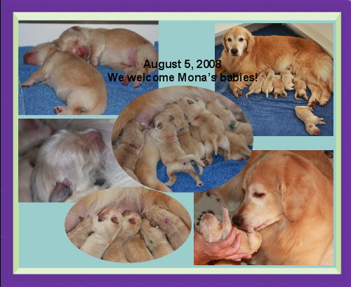 Mona’s Puppies ~ Born August 5, 2008